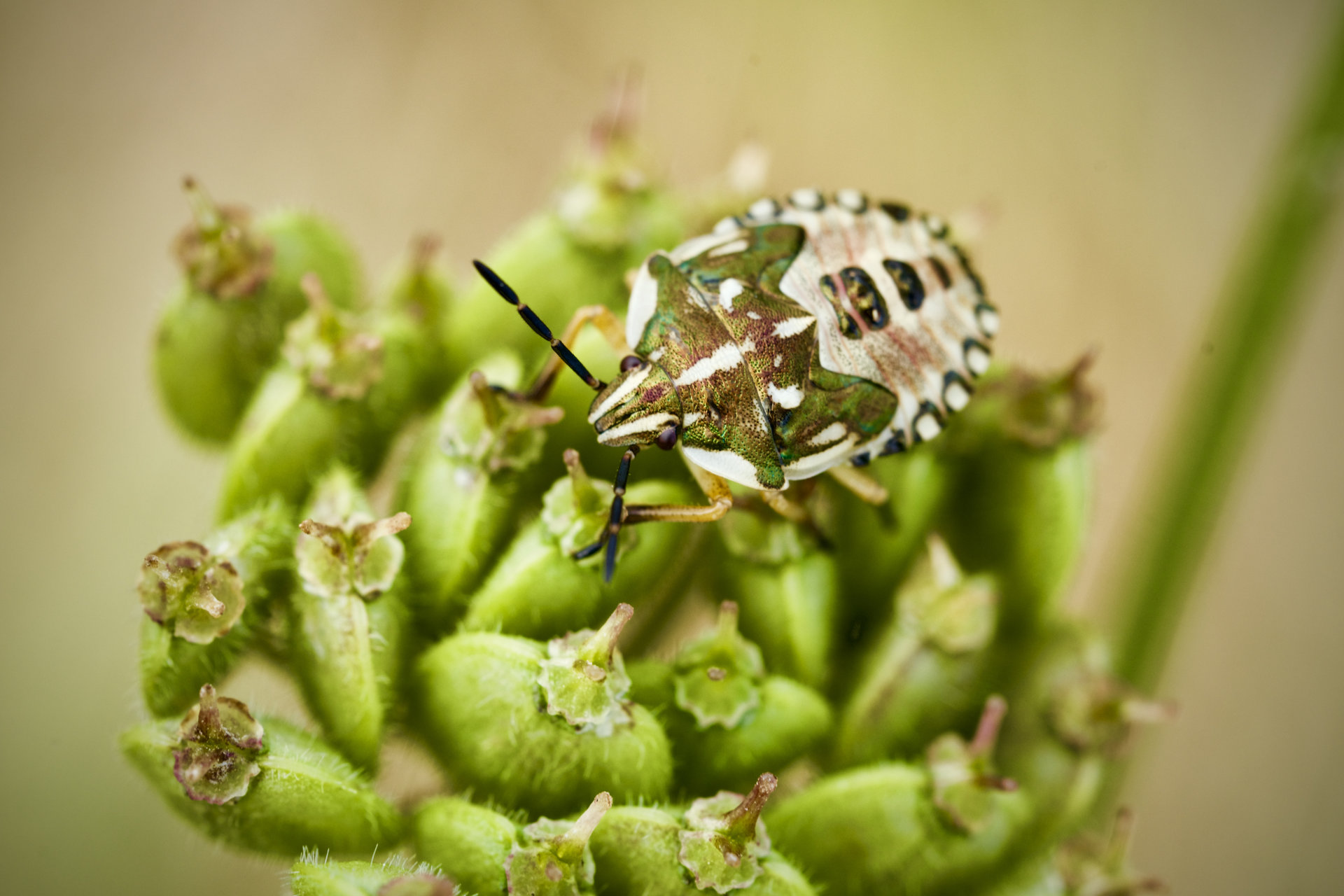Camouflage Käfer
